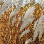 Miscanthus sacchariflorus flower picture by Piotr Krupski (cc-by-sa)