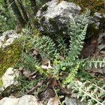 Asplenium fontanum habit picture by Llandrich anna (cc-by-sa)