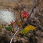 Calliandra tergemina fruit picture by Nelson Zamora Villalobos (cc-by-nc)