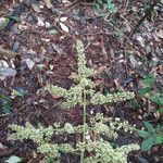 Talisia sylvatica flower picture by Lisa Moreno (cc-by-sa)