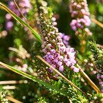 Erica vagans habit picture by Sans Attaches (cc-by-sa)