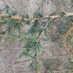 Epilobium brachycarpum leaf picture by Prieta Javier (cc-by-sa)