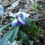 Viola arborescens habit picture by Llandrich anna (cc-by-sa)