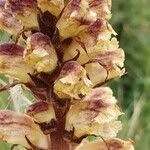 Orobanche reticulata flower picture by Erik Ketting (cc-by-sa)