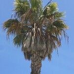 Washingtonia filifera habit picture by Daniel Barthelemy (cc-by-nc)