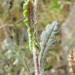 Senecio lividus habit picture by Llandrich anna (cc-by-sa)