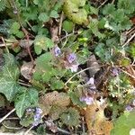 Glechoma hederacea habit picture by Maxime GUILLEMET (cc-by-sa)