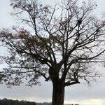 Ceiba speciosa habit picture by JP Corrêa Carvalho (cc-by-sa)