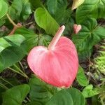 Anthurium andraeanum flower picture by Jahyute Daniel (cc-by-sa)