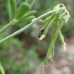 Coronilla minima fruit picture by Yoan MARTIN (cc-by-sa)