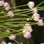 Polygala longicaulis flower picture by Nelson Zamora Villalobos (cc-by-nc)