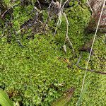 Azorella corymbosa habit picture by Fabien Anthelme (cc-by-sa)