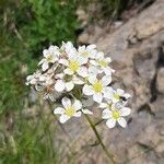 Saxifraga hostii flower picture by Adele (cc-by-sa)