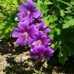 Geranium ibericum flower picture by S El (cc-by-sa)