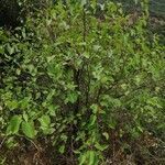 Alnus cordata habit picture by PhilBern (cc-by-sa)