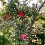 Taxus baccata fruit picture by Liljana Nyupescu (cc-by-sa)