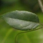 Passiflora coccinea leaf picture by R. Tournebize (cc-by-sa)