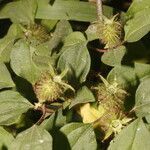 Heterotis rotundifolia fruit picture by Nelson Zamora Villalobos (cc-by-nc)