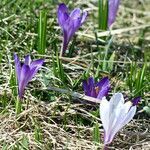 Crocus vernus habit picture by francois tissot (cc-by-sa)