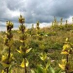 Gentiana lutea habit picture by catherine bouniol (cc-by-sa)