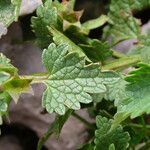 Lamium garganicum leaf picture by Emanuele Santarelli (cc-by-sa)