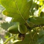 Quercus petraea fruit picture by catquest (cc-by-sa)