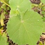 Abutilon hirtum leaf picture by Kimata Victoria (cc-by-sa)