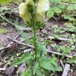 Antirrhinum majus leaf picture by Remmers Daniel (cc-by-sa)