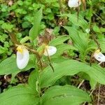 Cypripedium montanum flower picture by Dolores Angell (cc-by-sa)