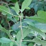 Heliotropium angiospermum leaf picture by Gonçalves da Cunha Lucas (cc-by-sa)