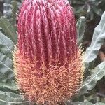 Banksia praemorsa flower picture by Forrest Michelle (cc-by-sa)