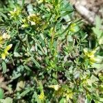 Baccharis dracunculifolia habit picture by Trap Hers (cc-by-sa)