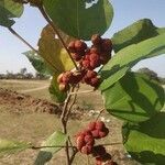 Mallotus philippensis fruit picture by Raj Mishra (cc-by-sa)