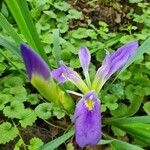 Iris brevicaulis flower picture by Gayle Judkins (cc-by-sa)