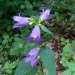 Campanula trachelium flower picture by PATRICK PREVOST (cc-by-sa)