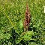 Rumex alpinus flower picture by Rolf Weiss (cc-by-sa)