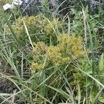 Cyperus strigosus habit picture by Eli Small (cc-by-sa)