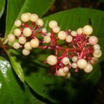 Hymenandra sordida fruit picture by Nelson Zamora Villalobos (cc-by-nc)