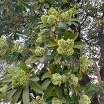 Alstonia scholaris flower picture by Vineet Kumar Pandey (cc-by-sa)