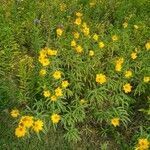 Helianthus maximiliani flower picture by Jake Gaster (cc-by-sa)