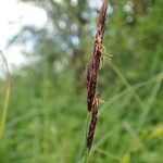 Carex melanostachya fruit picture by Yoan MARTIN (cc-by-sa)