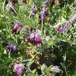 Vicia benghalensis habit picture by Llandrich anna (cc-by-sa)