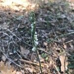 Spiranthes spiralis leaf picture by Lea Segond (cc-by-sa)