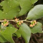 Agonandra macrocarpa flower picture by Nelson Zamora Villalobos (cc-by-nc)