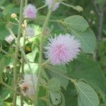 Mimosa albida fruit picture by Nelson Zamora Villalobos (cc-by-nc)