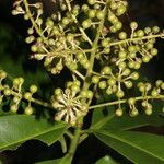 Ardisia revoluta fruit picture by Nelson Zamora Villalobos (cc-by-nc)