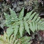 Dryopteris expansa leaf picture by ALAIN BIEVELEZ (cc-by-sa)