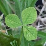 Trifolium nigrescens leaf picture by Monteiro Henrique (cc-by-sa)