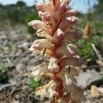 Orobanche pubescens d'urv. leaf picture by Francoise Cousinier (cc-by-sa)