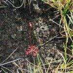 Drosera capillaris habit picture by Denis Bastianelli (cc-by-sa)